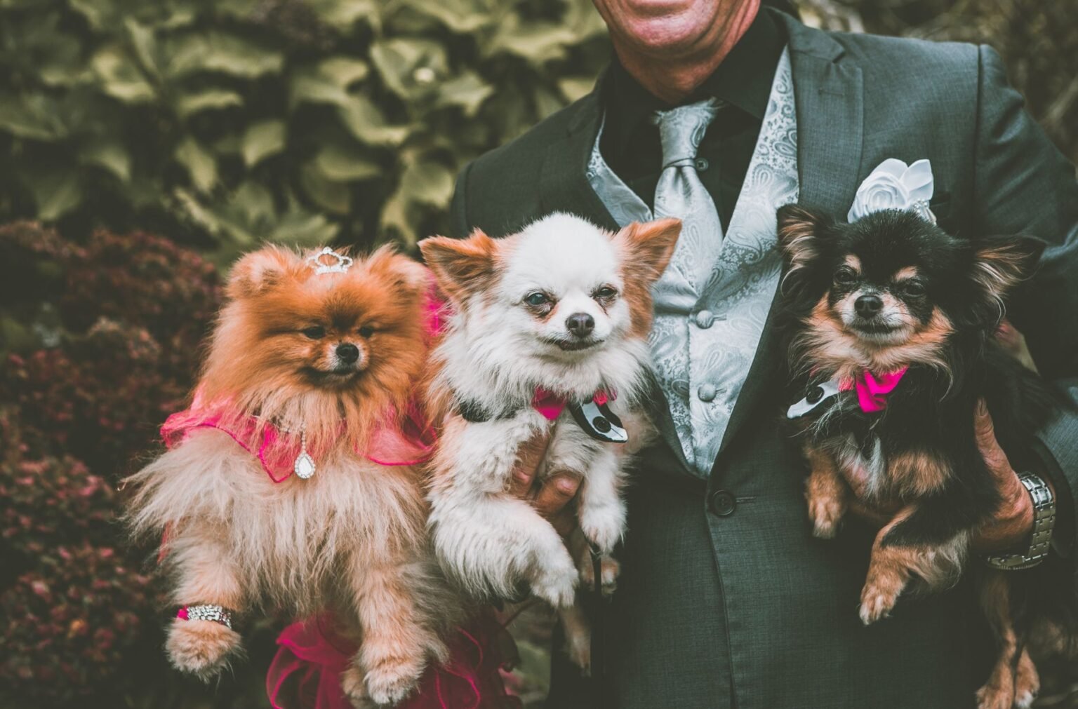 Casamento Pet Friendly: como incluir o bichinho no grande dia Casamento Pet Friendly: como incluir o bichinho no grande dia