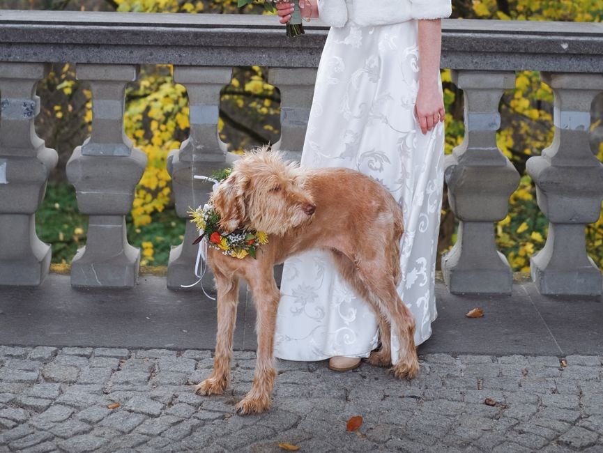 E se o local do casamento não aceitar pets?