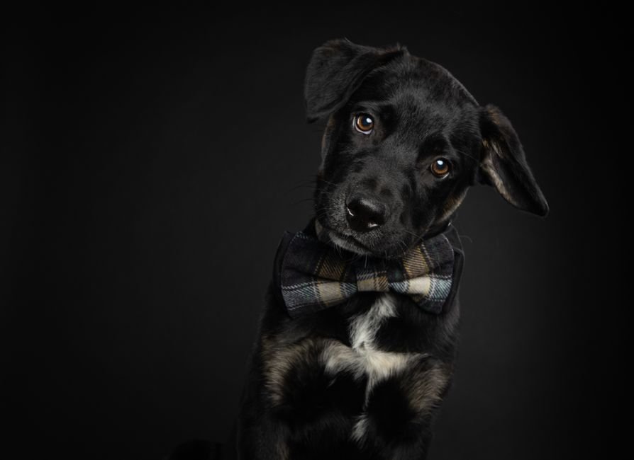 Looks e acessórios para o pet