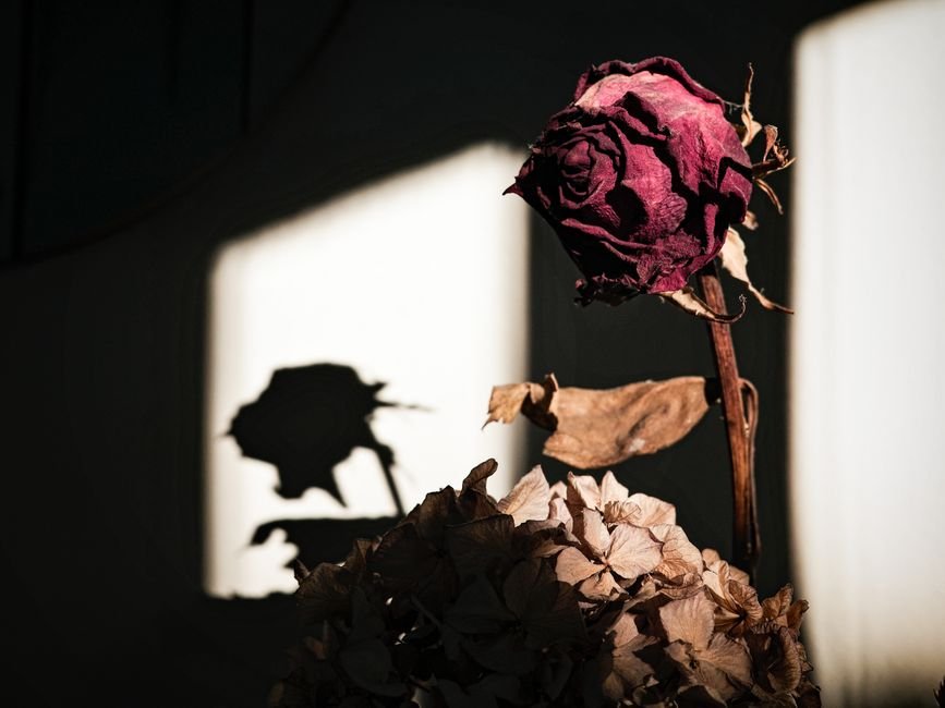 Rosas e hortênsias desidratadas para o clássico
