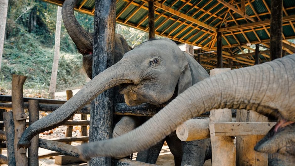 Chiang Mai: montanhas, templos e um santuário de elefantes