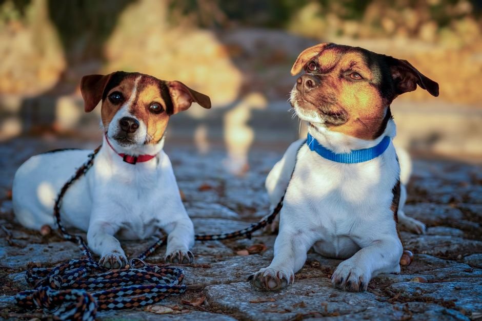 Prepare o pet com antecedência